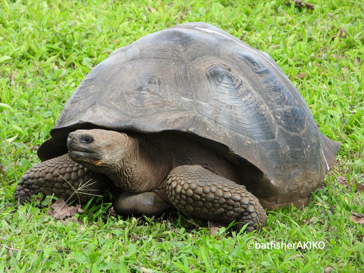 バットフィッシャーアキコ ガラパゴスの生き物総選挙 略してgps総選挙があったら 僕 1位とれますかね Ecuador エクアドル Galapagos ガラパゴス諸島 Galapagosgianttortoise ガラパゴスゾウガメ 爬虫類