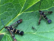 Matthew Biggs tweet media