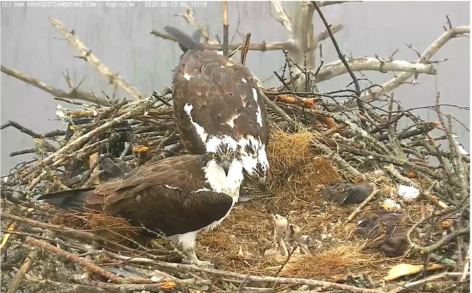 nswebcams's tweet image. Proud Parents of 3 babies!
Watch the feedings and the babies grow live at
Osprey Cam | Nova Scotia Power ecs.page.link/HreS9 
#OspreyCamNS #osprey #novascotia #birds #nature
@nspowerinc
