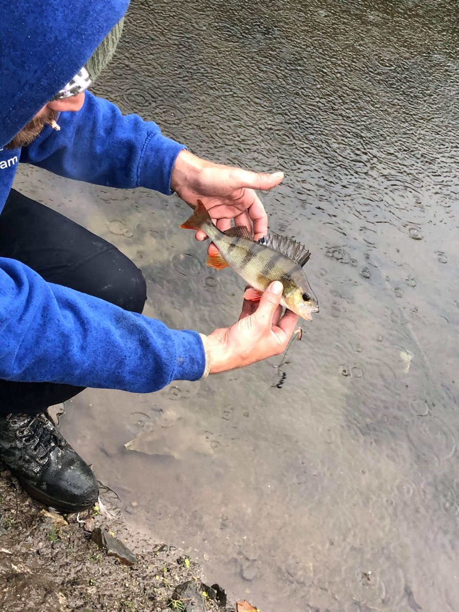 Adam_Chedz's tweet photo. Too wet to work , caught this little beauty on the canal while it clears https://t.co/rAKq7KztUj