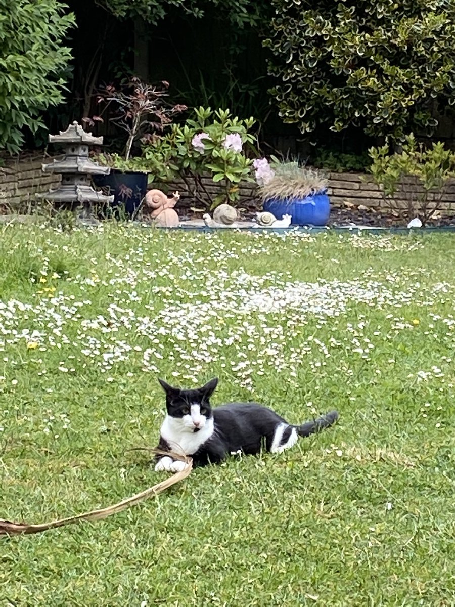 MittensSox's tweet photo. Happy 1st birthday to us! #CatsOfTwitter #TuxedoCats #BlackAndWhiteCats https://t.co/NW4uxRUPbx