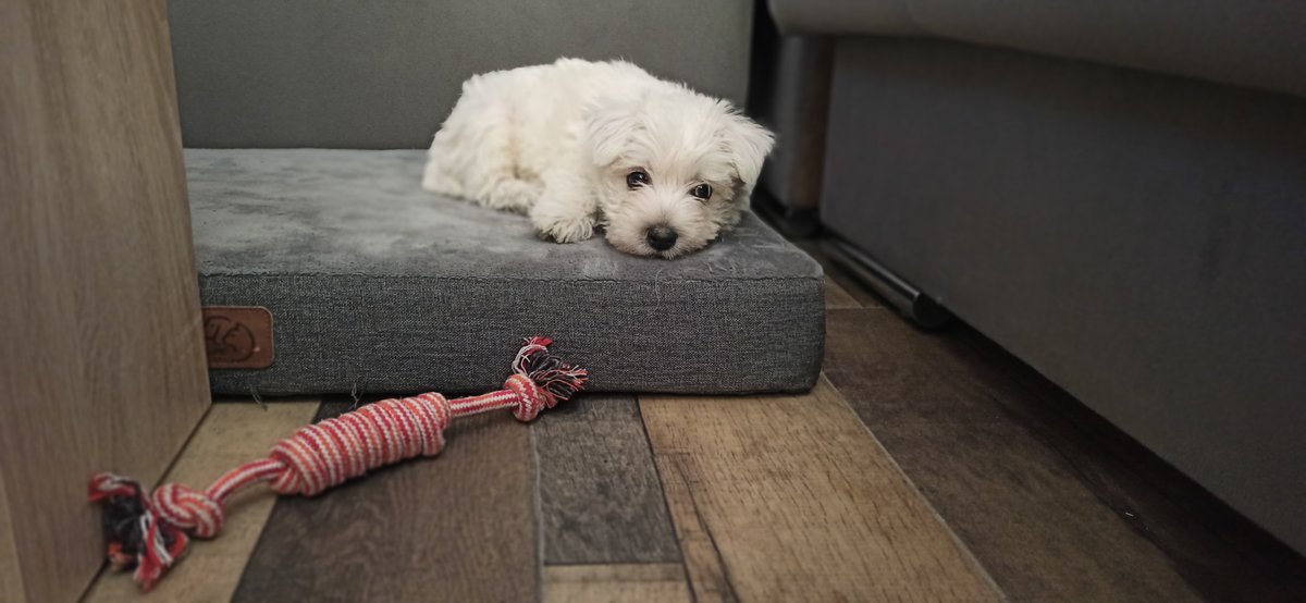 🌟 RINGO STARR 🌟
Tenemos un nuevo miembro en la banda y os lo queríamos presentar... ¡¡Bienvenido Ringo!! 😍 

Por el momento solo se atreve con pequeños gruñiditos, a ver si se va animando y nos le llevamos como corista. 😂

#theresasmood #nuevomiembro #ringo #ringostarr #puppy