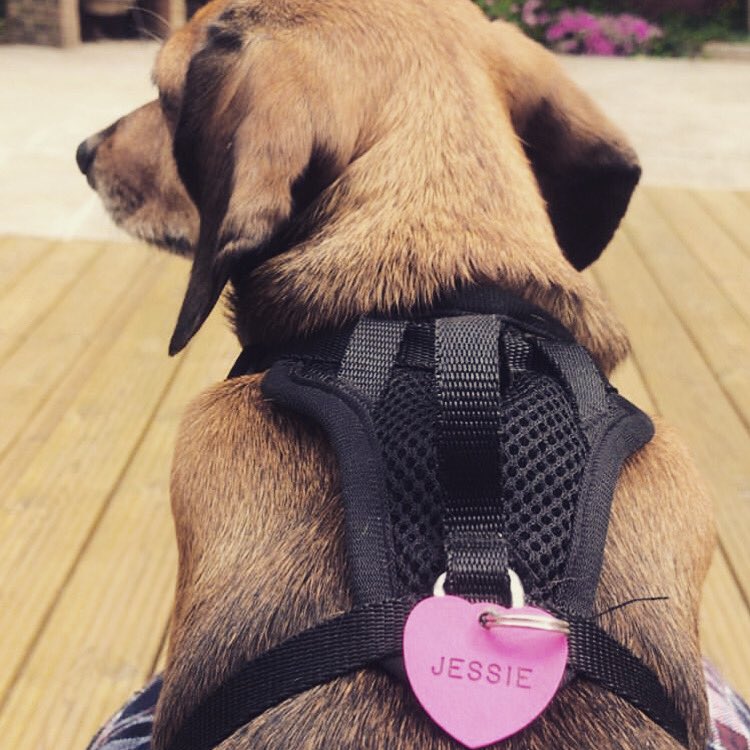 JacksonandJess1's tweet photo. Waiting for Walkies 🥰🥳🐶🐾 https://t.co/wjPTs62KIN