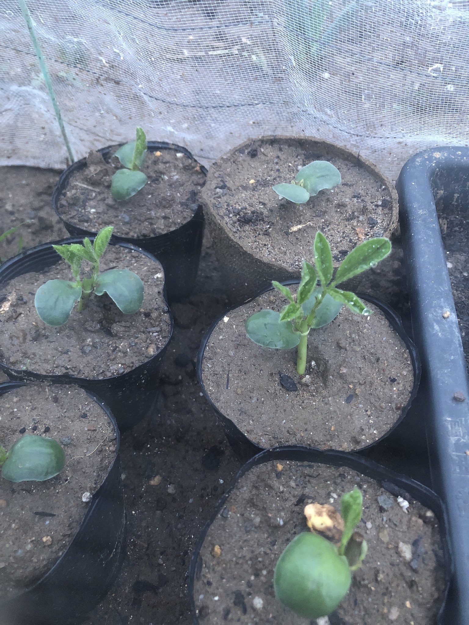 とある 家庭菜園と観葉植物と猫 摘心した枝豆さん 脇芽育ってた ビアフレンドは元気だけど 湯けむり娘は枯れてるやつもいました 雨の力って凄いですね でも泥はねが凄かったな 家庭菜園 畑 枝豆 枝豆栽培 摘心 断根 T Co Vk5gpnkc3r