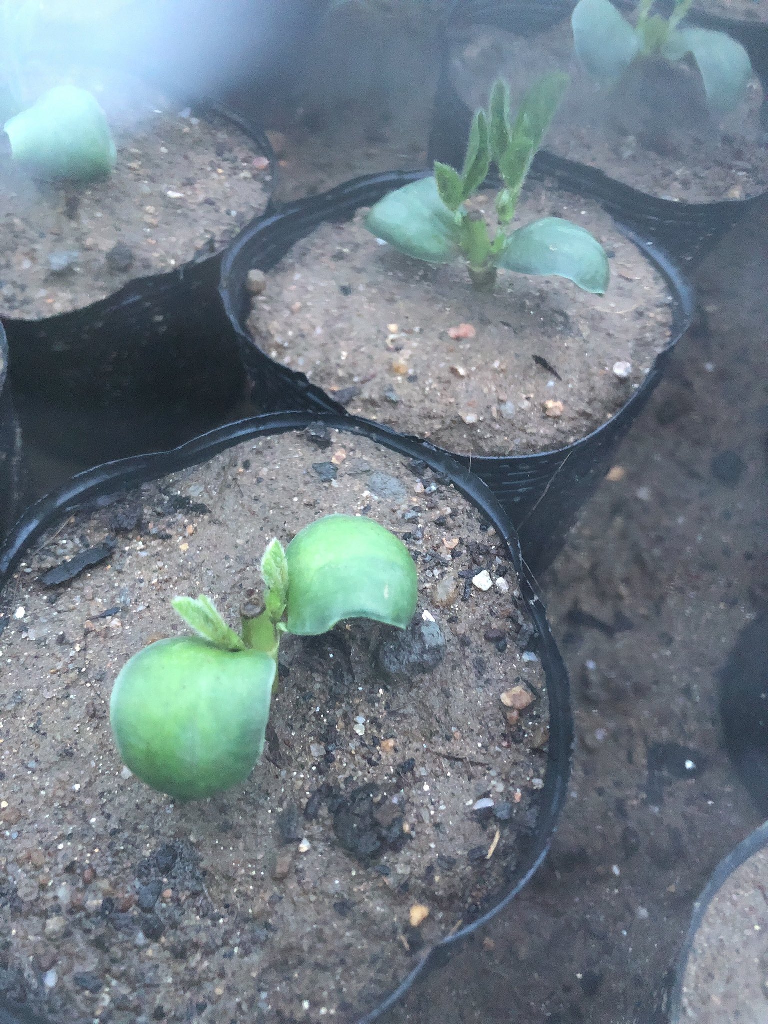 とある 家庭菜園と観葉植物と猫 摘心した枝豆さん 脇芽育ってた ビアフレンドは元気だけど 湯けむり娘は枯れてるやつもいました 雨の力って凄いですね でも泥はねが凄かったな 家庭菜園 畑 枝豆 枝豆栽培 摘心 断根 T Co Vk5gpnkc3r