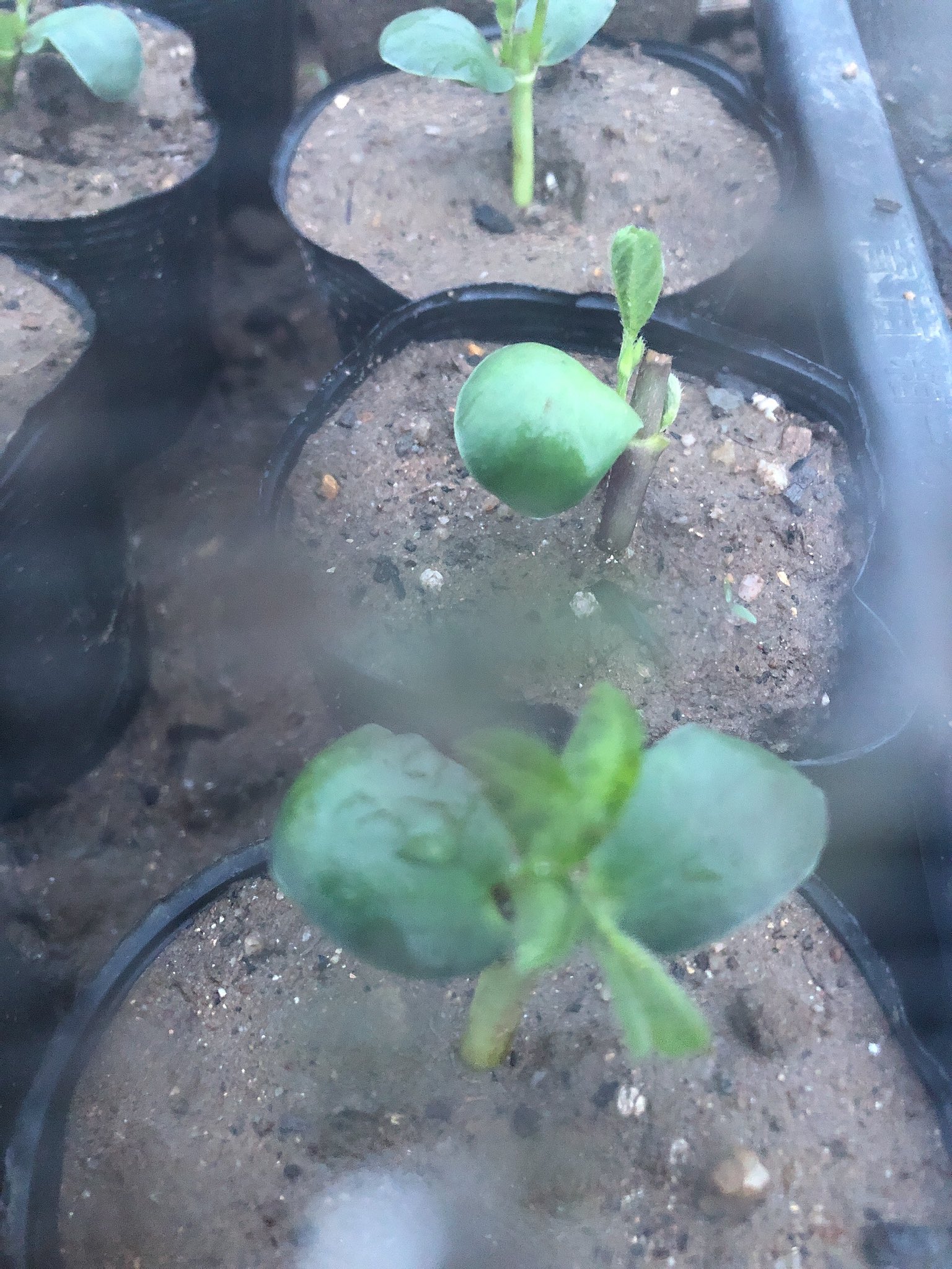 とある 家庭菜園と観葉植物と猫 摘心した枝豆さん 脇芽育ってた ビアフレンドは元気だけど 湯けむり娘は枯れてるやつもいました 雨の力って凄いですね でも泥はねが凄かったな 家庭菜園 畑 枝豆 枝豆栽培 摘心 断根 T Co Vk5gpnkc3r