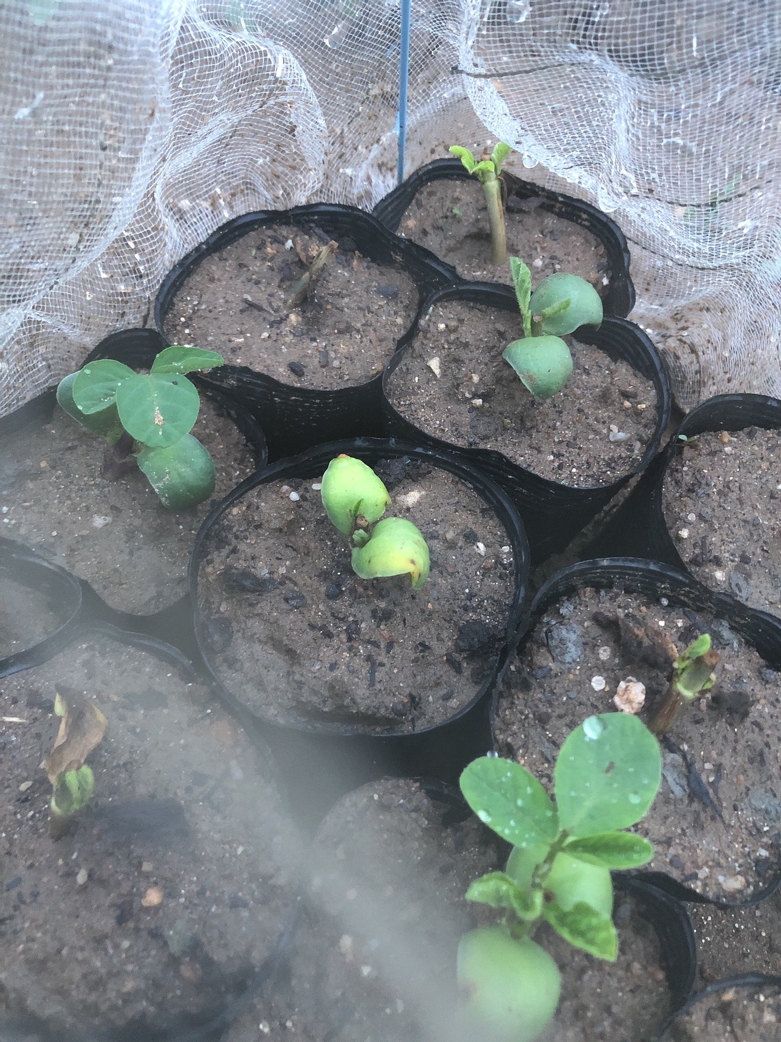 とある 家庭菜園と観葉植物と猫 摘心した枝豆さん 脇芽育ってた ビアフレンドは元気だけど 湯けむり娘は枯れてるやつもいました 雨の力って凄いですね でも泥はねが凄かったな 家庭菜園 畑 枝豆 枝豆栽培 摘心 断根 T Co Vk5gpnkc3r