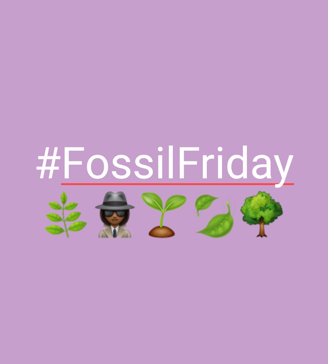  #FossilFriday The Palaeobotanical version with your host, Aviwe Lwanda Nosipho Matiwane, the Plant Detective   #BlackInNature  #scicomm