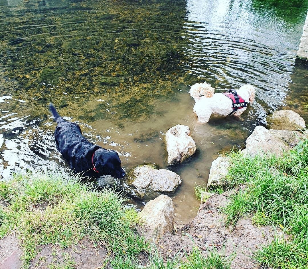 EllaBrocklebank's tweet photo. A morning walk seeking caffeinated rewards with my Charley Bear 🥰🐻@GilhamGremo was soooo needed today!! We never fail to cause some form of chaos on the Chartham path! I can’t imagine why!!??? 🥰❤️😂😜🔥☕️#mytherapy #constantchatter #friendship #furbabies 🐾 https://t.co/vtm83dV1Oi