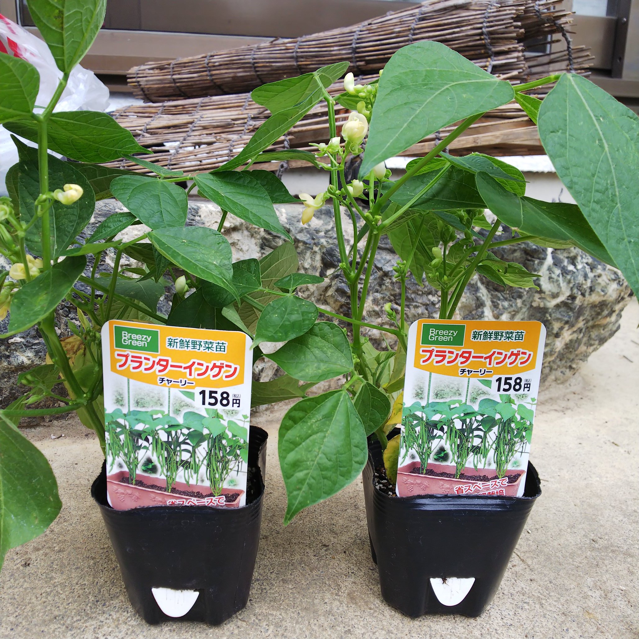 信州発 家庭菜園 Q S Natural Garden 新しい仲間が増えました ニンニクの後作 秋作までの短期間の栽培 省スペースでできるつるなしインゲン追加で購入 100円に値下げされてました インゲン チャーリー プランターインゲン