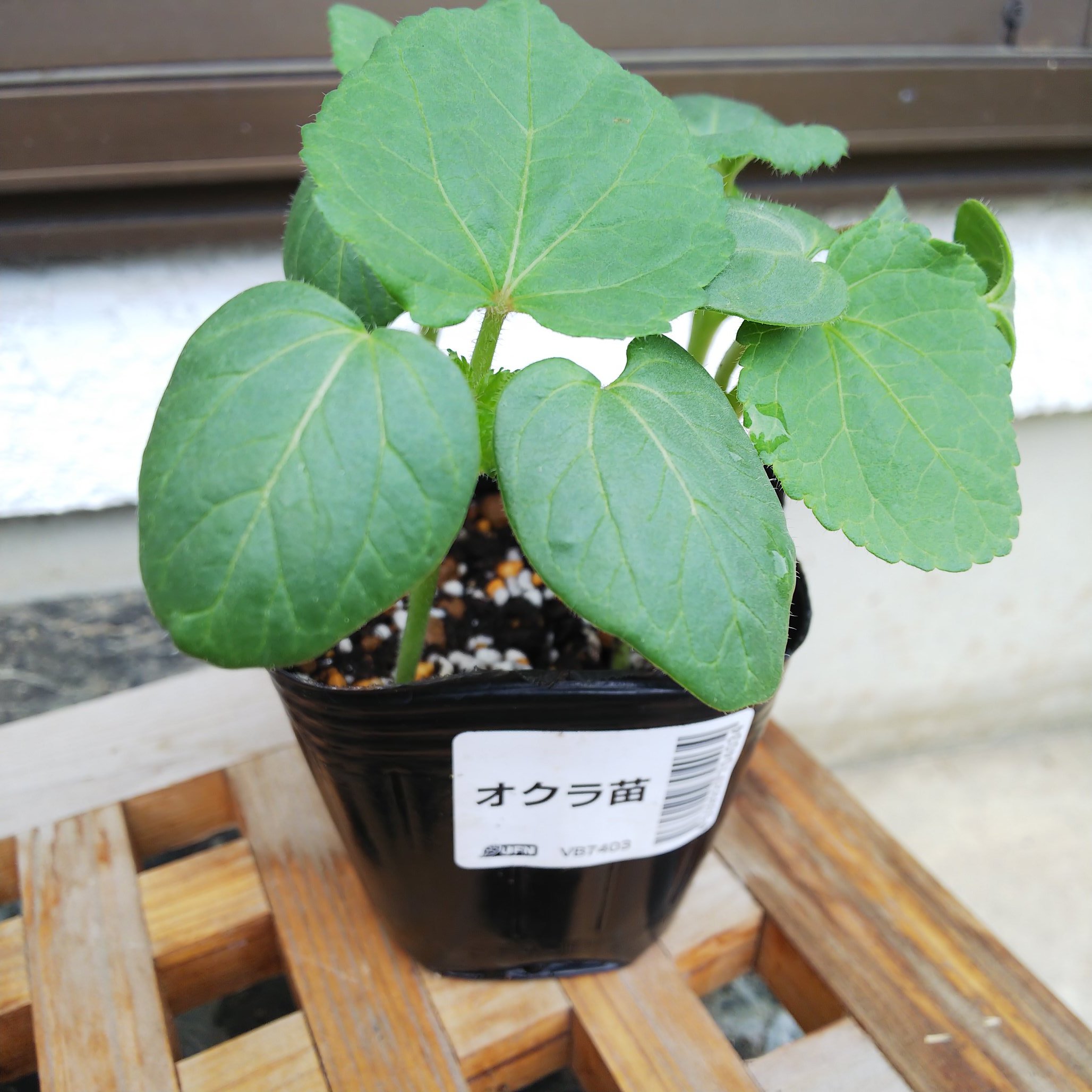 信州発 家庭菜園 Q S Natural Garden オクラ ネキリムシ対策 昨日何者かにやられたのか 今朝も生き返らず 昨夜準備した牛乳パックで囲んでみました 家庭菜園あるある T Co D7kvs3ngna Twitter