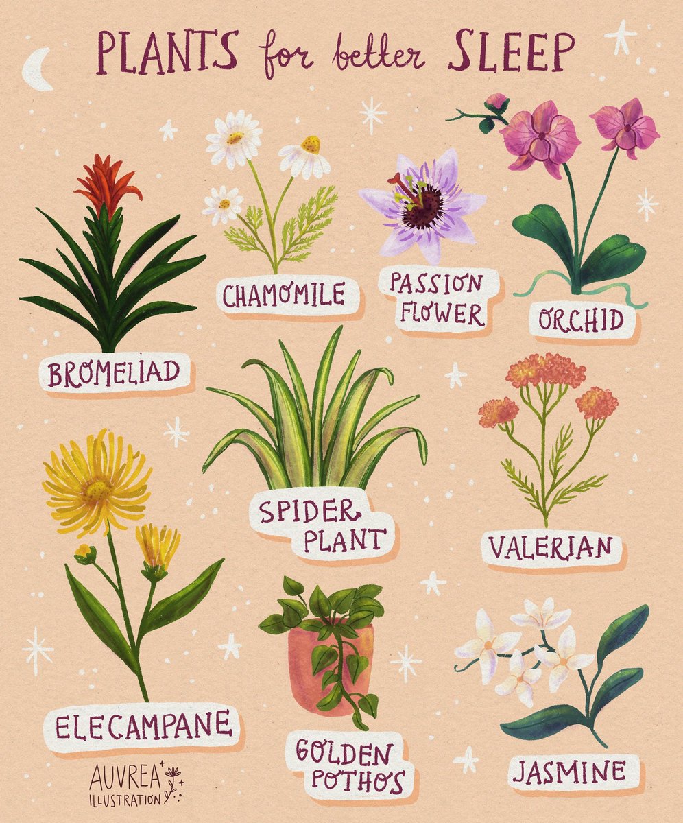 Here are some plants to help you sleep better 🌱
.
.
.
#plants #plantlover #houseplants #botanical #illustration #art #illustrationartists #plantsforsleep #sleep #bromeliad #chamomile #passionflower #orchid #spiderplant #valerian #elecampane #goldenpothos #jasmine #herbalism