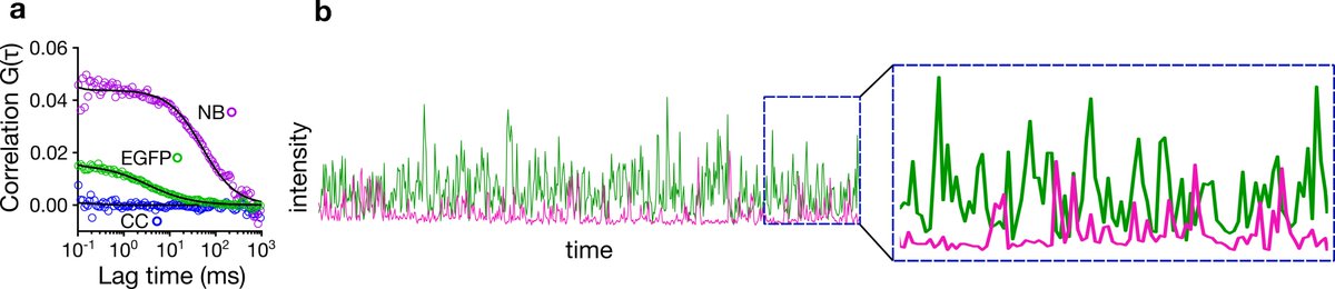 Erdinc Sezgin This Could Be The Most Time Consuming And Mysterious Question For Me So Far But Here It Is Effect Of Nanobodies On Gfp ged Proteins Now Available As Preprint