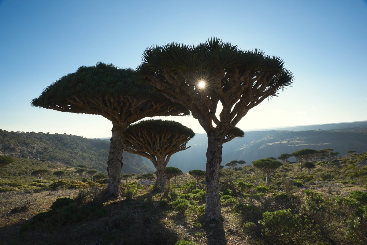 Simon Urwin In Arabic Socotra S Dragon S Blood Trees Are Known As Dam Al Akhwain Or Blood Of The Brothers Legend Has It The Tree Grew From The Blood Shed When