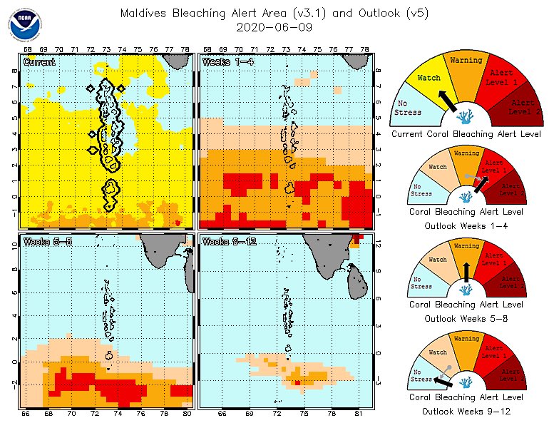 MMRI_Maldives's tweet photo. SST that surpassed the bleaching threshold, which contributed to patchy bleaching reported in some parts of the Maldives seems to be stabilising. Still, @NOAA predicts, the coming four weeks might still favour coral bleaching conditions.

Keep reporting.

https://t.co/6LzU4NcXQU https://t.co/RVHDBf3s6r