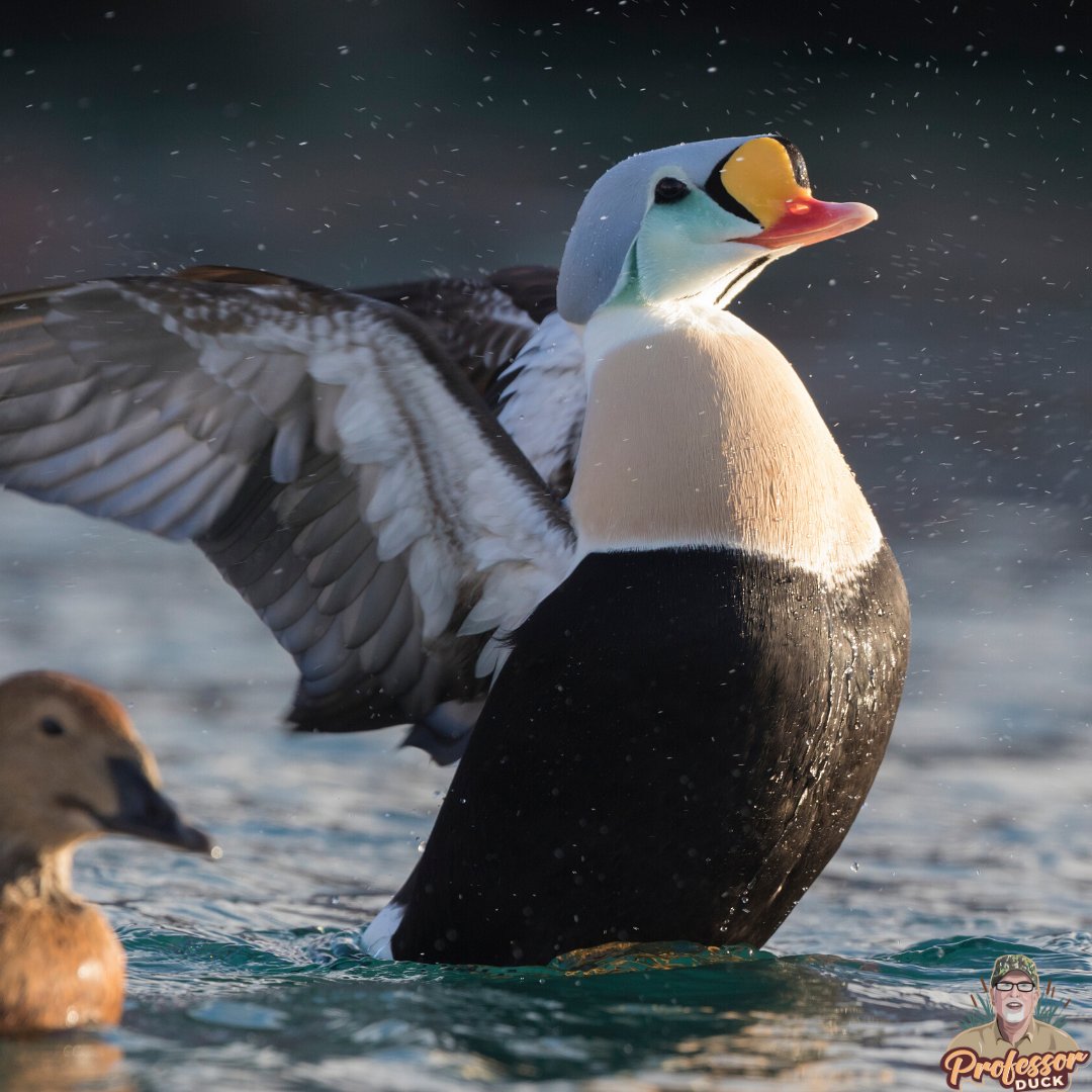 All Hail the King of the North 👑  | Fowl Friday 
·
·
·
·
#fowlfriday #kingeider #crown #plumage #seaduck #drake #migration #duckid #duckiq #waterfowl #waterfowlid #conservation #ducks #duckhunting #best_bird_shots #birding #photography #duckphotography #birdwatching #openwater