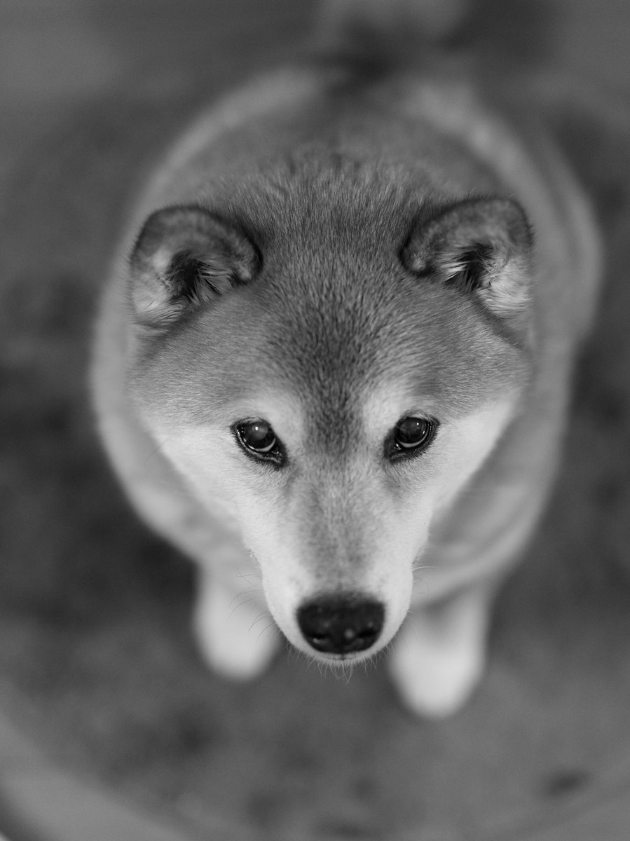 Naomi こんばんは この分厚い耳を 足の指で触るの好きな柴犬飼いの皆さま 私以外にもいると思いたい うちの犬の耳もなかなか良い厚みでして 3 Z