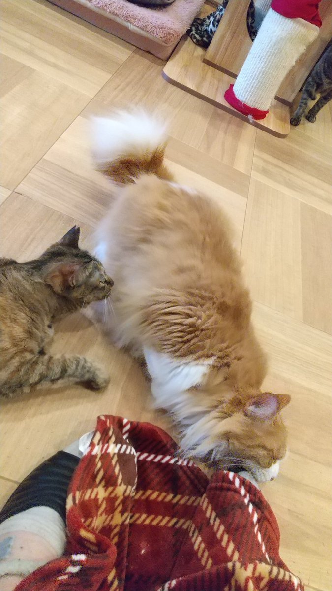 ピエタ ノアレ على تويتر ラテくんにちょっかいかけて 威嚇する後輩猫 保護猫カフェ 猫の恵庭 保護猫カフェ猫の恵庭 ねこ 猫 後輩猫気が強い