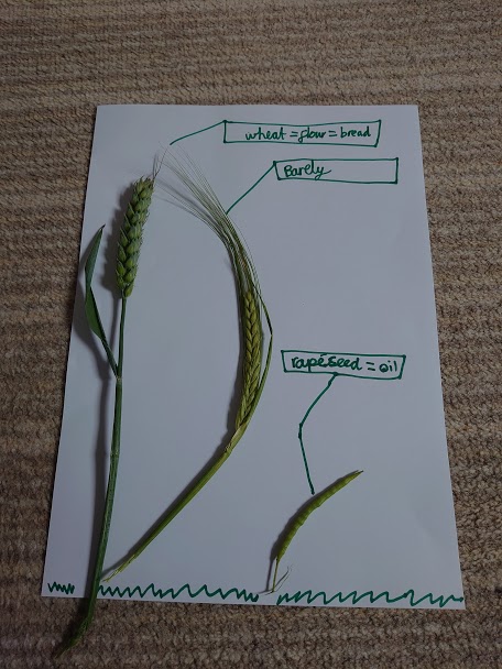 HarlestonCE's tweet photo. ๐งโ๐พTake a look at some of the work Year 4 submitted this week, related to our farming whole school topic! #farmingcommunity #localproduce #getcreative #HPAprojects #HPAvirtualclassrooms ๐ฉโ๐พ https://t.co/chrGOwAIQ4