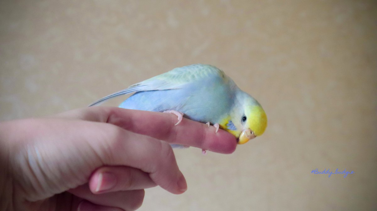 Usya bites me
😂

#buddy_budgie #simba_bird #happy_pet #волнистыи #fluff #nature_cuties