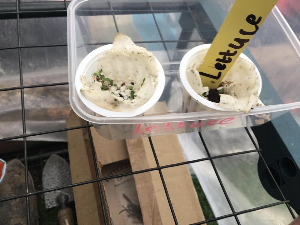 We have had an update from Jayden. His plants are sprouting and he is waiting for a sunny day to plant them out in his flowerbed. <a href="/ReachingwiderNM/">Reaching Wider N&MWP</a> <a href="/HEFCW/">HEFCW | CCAUC</a> <a href="/G2GCommunities/">G2G Communities</a> <a href="/Wild_Elements/">Wild Elements</a> <a href="/BangorUni/">Bangor University</a>