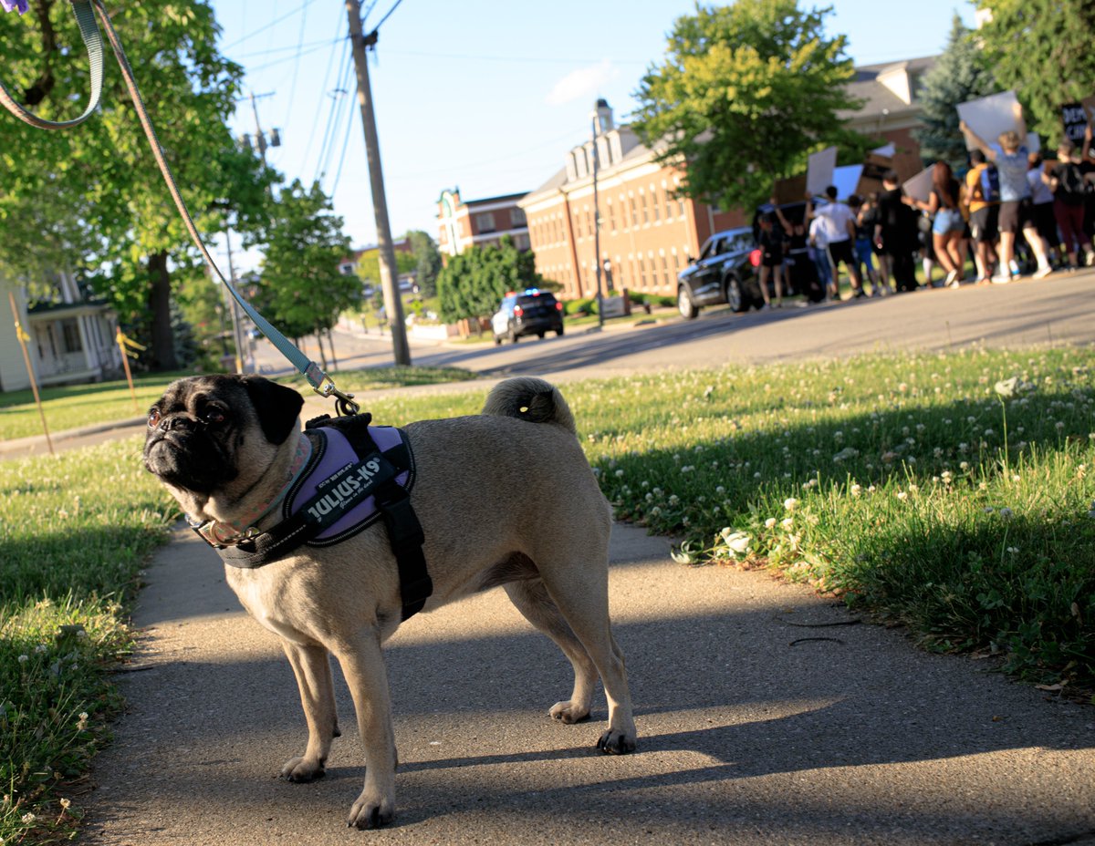 DogsTrevorMet's tweet photo. Lola at a Black Lives Matter march in Sylvania. https://t.co/GHyMF35G55