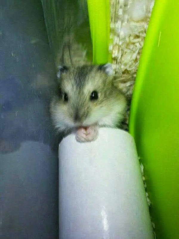 @gsm_iham2 出てきたところに、オヤツをあげると食べてくれます(●´ω`●) 
