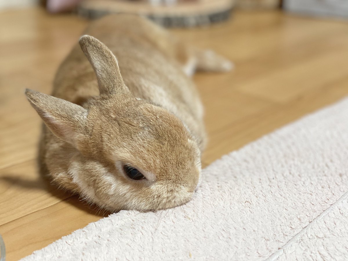 うさぎのラン ㅅ 脚は伸ばして お手手は しまうの ᵕwᵕ ｽﾔｧ Zzz うさぎ ラン