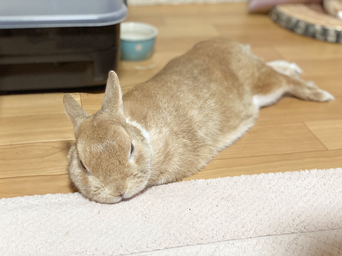 うさぎのラン ㅅ 脚は伸ばして お手手は しまうの ᵕwᵕ ｽﾔｧ Zzz うさぎ ラン