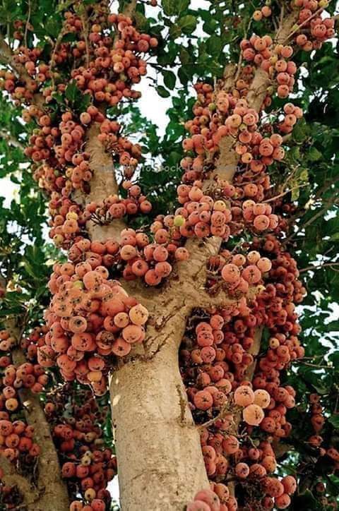 a_genuis's tweet photo. مين يعرف دا اسمه ايه؟ https://t.co/EyV70LhVDs