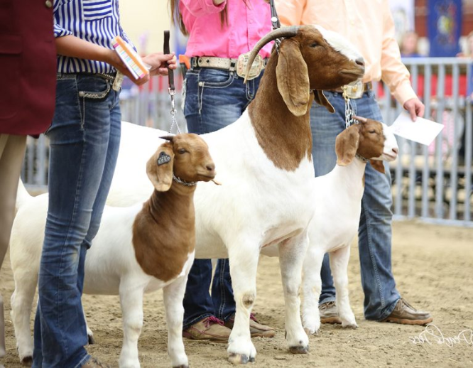 ATTENTION: If you want to learn how to start a Boer goat farm, this may be the most valuable letter you will ever read… bit.ly/2UCk6Uc

#goats #farming #FarmLife #boergoat #selfreliant #survivalist #prepper