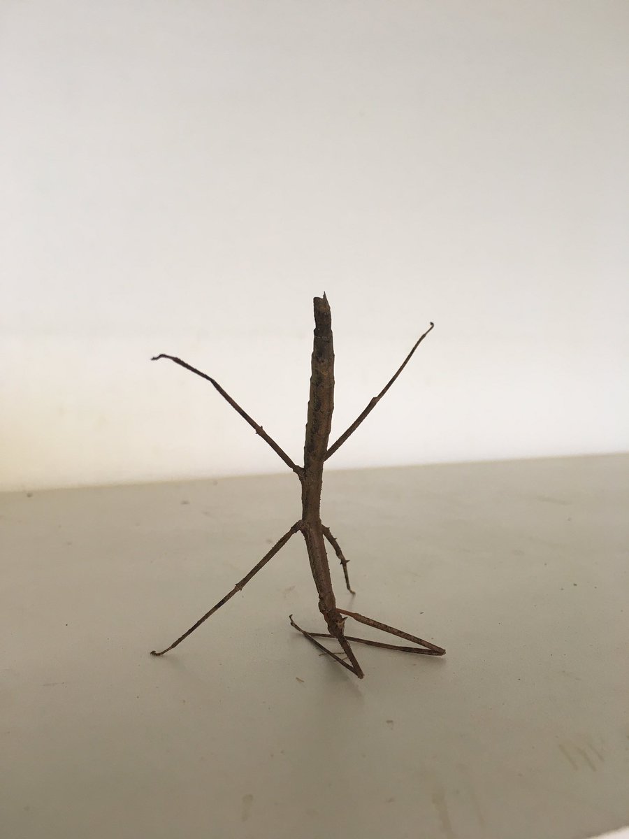 Ok, yes, genetic tools in Drosophila are awesome, but can your model organism do THIS?? #stickinsect #catalepsy #motorcontrol #neuro #AcademicChatter