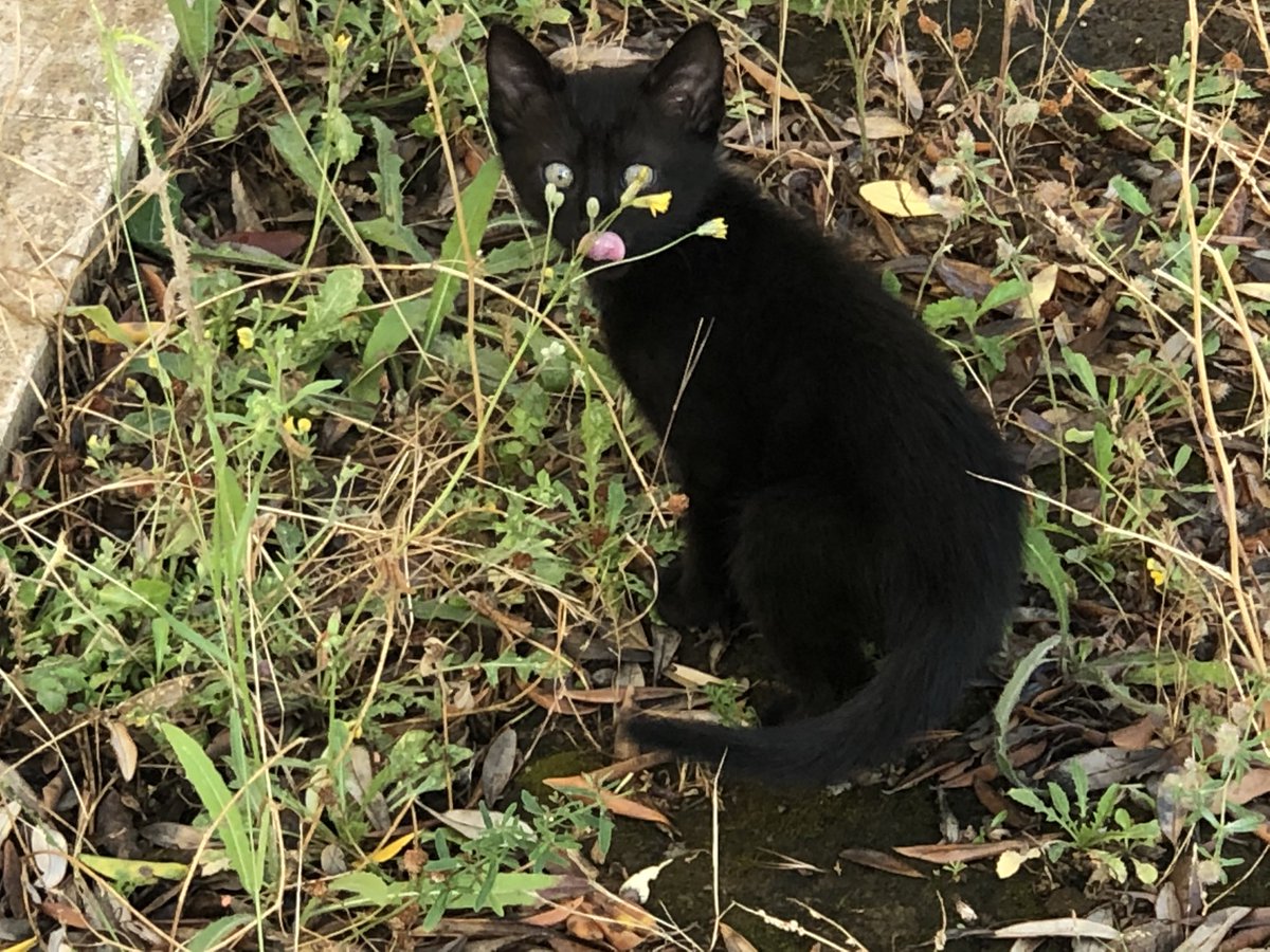 Seba5890's tweet photo. Roma (Settecamini). Nel mio giardino sono arrivati anche loro: la banda 💥Quattro cucciolotti (3 neri e 1 bianco e nero) super fighi! 50 giorni di vita, si affidano spulciati e sverminati previo colloquio. Mi aiutate con un RT? Non posso proprio tenerli, ne ho già troppi 😫 https://t.co/kyTnv5lYOo