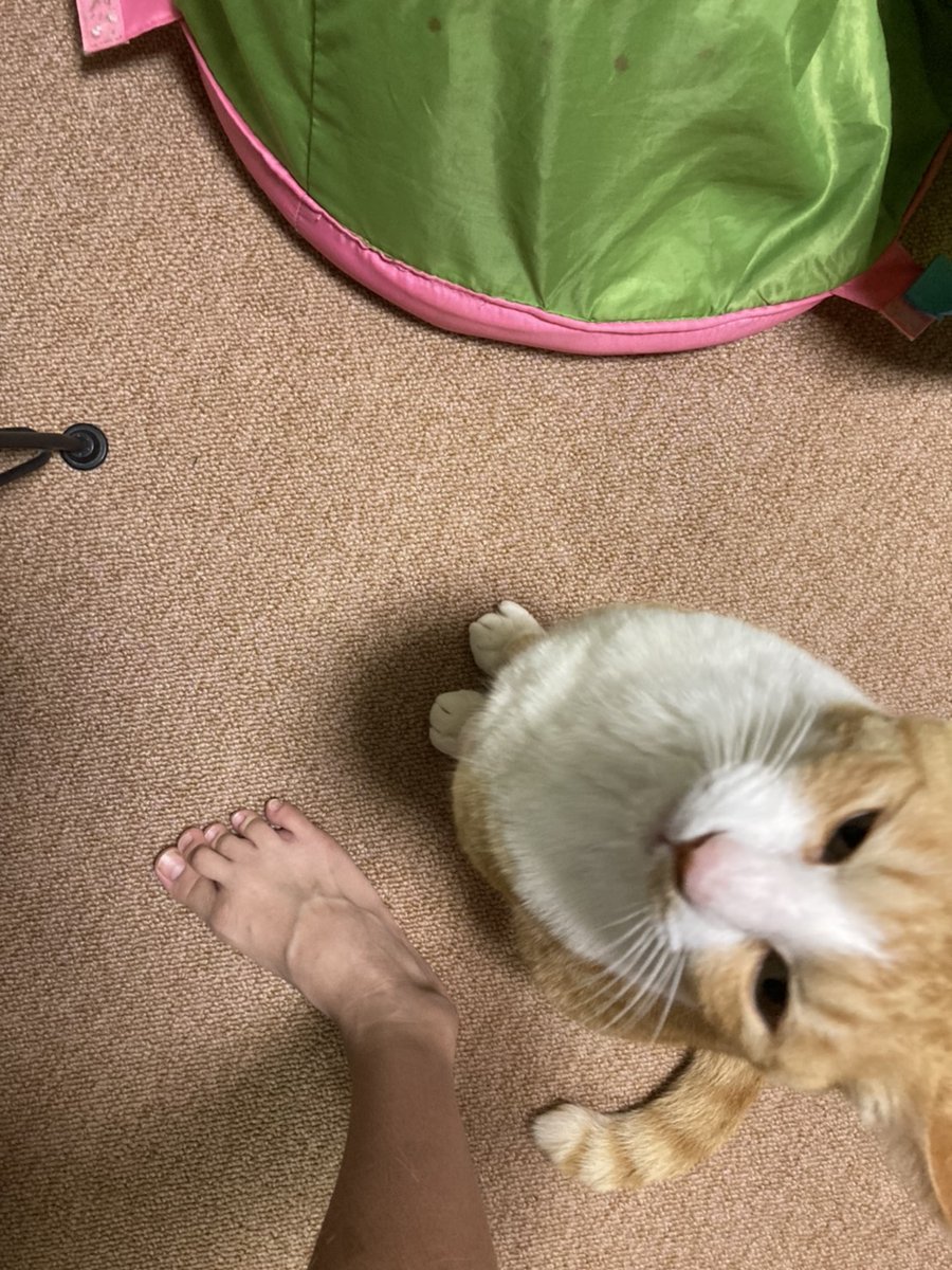 シトニャン ペット系クラウドファンディング応援垢 尿毒症で死にかけた地域猫シトニャン 今日のシト 私が部屋に入るのにおくれて 部屋に入ったら感激してました 娘より 娘がなかなか部屋に来てくれなくて 部屋でシトが寂しそうに鳴いてました 猫 ねこ