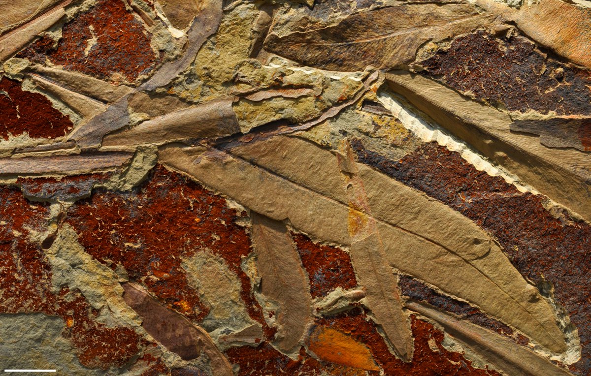 4/n: Glossopteris was found all across the supercontinent known as Gondwana (Africa, Australia, Antarctica, South America, and India). Because it was found in all these places, it helped support the theory that all these landmasses were once ONE.*Kids, isn't that amazing? *