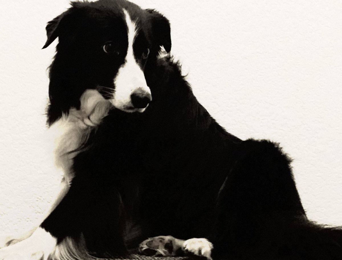 Meet Jess, The Stash Mascot! 
You might have seen her in our artwork for 'Dogs'; a single from the Dyr Y Garreg [EP] 😎❤

Add 'Dogs' by The Stash to your Spotify Playlist: open.spotify.com/album/1up3gQh6…

<a href="/EdinMusicTours/">EdinburghMusicTours</a> <a href="/NCLRockandBlues/">NewcastleRock&Blues</a> <a href="/bbcintroducing/">BBC Music Introducing</a> <a href="/GlasgowMusicNet/">GlasgowMusicNetwork</a> <a href="/ankstmusik/">ankst</a>