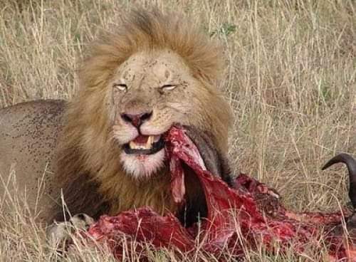 Lord_Marven1's tweet photo. "Nkhape gae kilo apara mask" 

Jiki jiki: https://t.co/CDv5tH9Xkk