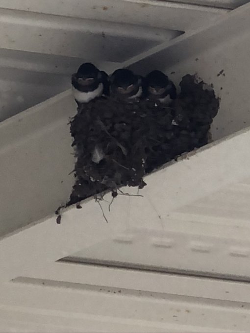 Taenabataeさんのイラストまとめ Taenabataeさんのイラストまとめ