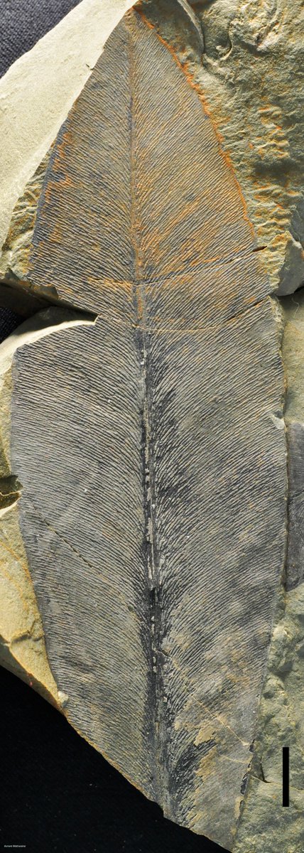 5/n: Glossopteris is of huge economical importance in South Africa as it forms our oldest coal deposits.  #FossilFriday