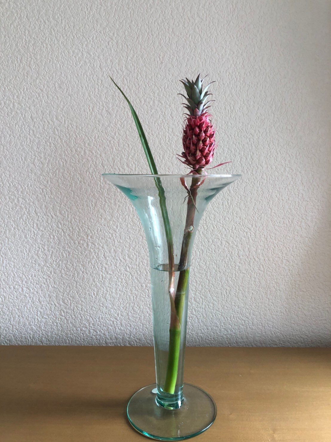 小熊生花店 花パイン スタールージュ 今日のお花は花パインです 小さな赤いパインが南国の雰囲気を感じさせます パインが熟れると パイナップルの香りが楽しめます 花 花のある暮らし 花のある生活 花屋さんへ行こう 花 小熊生花店 花パイン スタールージュ 今日のお花は花パインです 小さな赤いパインが南国の雰囲気を感じさせます パインが熟れると パイナップルの香りが楽しめます 花 花のある暮らし 花のある生活 花屋さんへ行こう 花