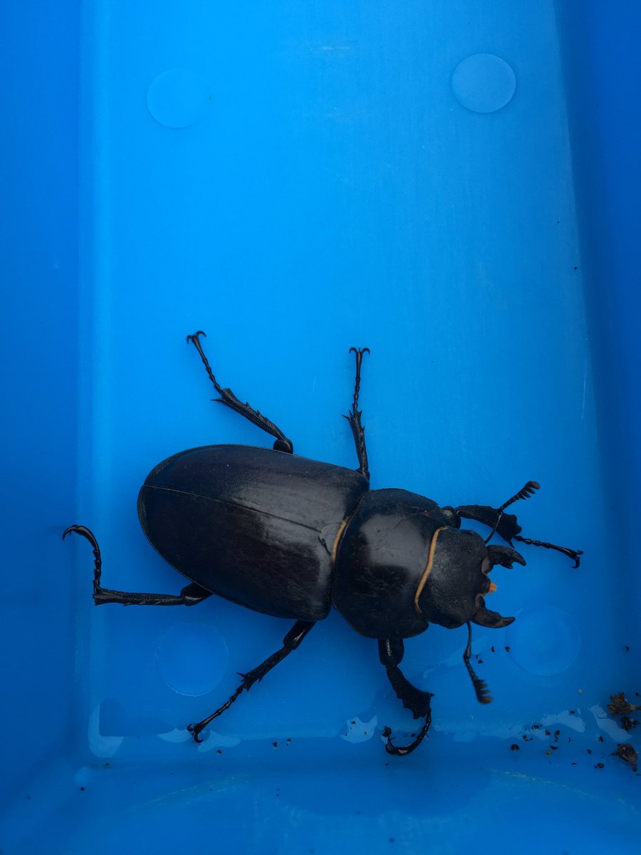 Store Paws tweet media