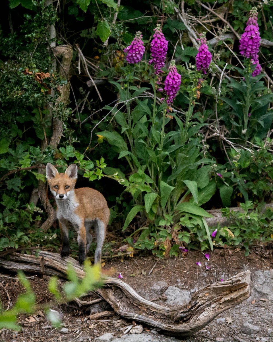 My newest discovery...

<a href="/BBCSpringwatch/">BBC Springwatch</a> <a href="/ShropsWildlife/">Shropshire Wildlife Trust</a> @BBCCountryfile <a href="/WildlifeMag/">BBC Wildlife</a> <a href="/Shropsmammals/">Shropshire Mammal Group</a> #fox #vulpes #wildlife