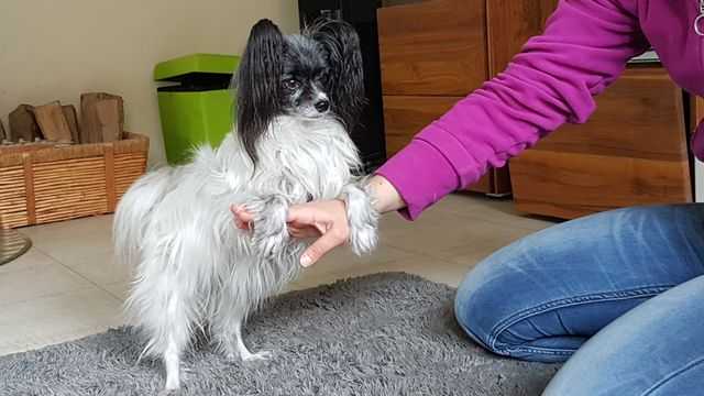 SpieleHunde's tweet photo. ❤️ Zeigt dein Hund manchmal auch lustige, verrückte Sachen? Wie deine Hand anspringen, sich strecken oder auf dem Rücken liegen?  - Perfekt, mach was draus. Greif die Ideen deiner Fellnase auf und kreiere daraus neue "Tricks ohne Trick".
Infos unter: https://t.co/KKGPXC4jb5 https://t.co/W14bbapNMy
