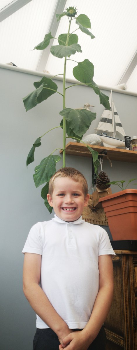 pandasclass's tweet photo. Thank you so much to this panda for showing us his amazing sunflower.  It is 2.15m tall!  Wow!  You deserve to be very proud of taking such good care of your plant.🌻 https://t.co/WoPNKYs8Xj