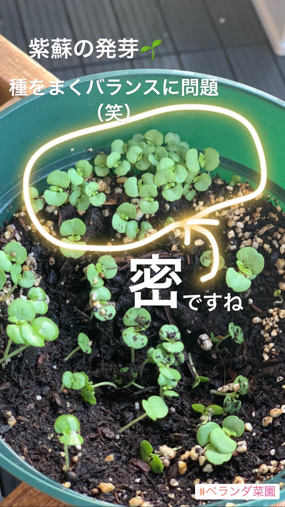 Twitter 上的 Lani Gardening ベランダ菜園 紫蘇 発芽 バランス 密です ハワイ生活 Basil バジル ようやく紫蘇が発芽 アジが釣れたら紫蘇が必要 バジルは育ちすぎ 笑 T Co Yso3tzfmvv Twitter Twitter 上的 Lani Gardening ベランダ菜園 紫蘇 発芽 バランス 密です ハワイ生活 Basil バジル ようやく紫蘇が発芽 アジが釣れたら紫蘇が必要 バジルは育ちすぎ 笑 T Co Yso3tzfmvv Twitter