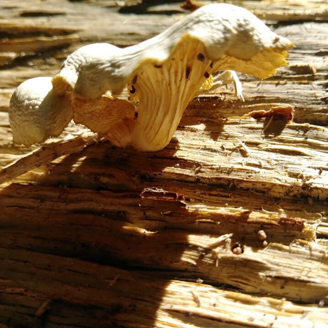 The Time Repair Corporation tweet media