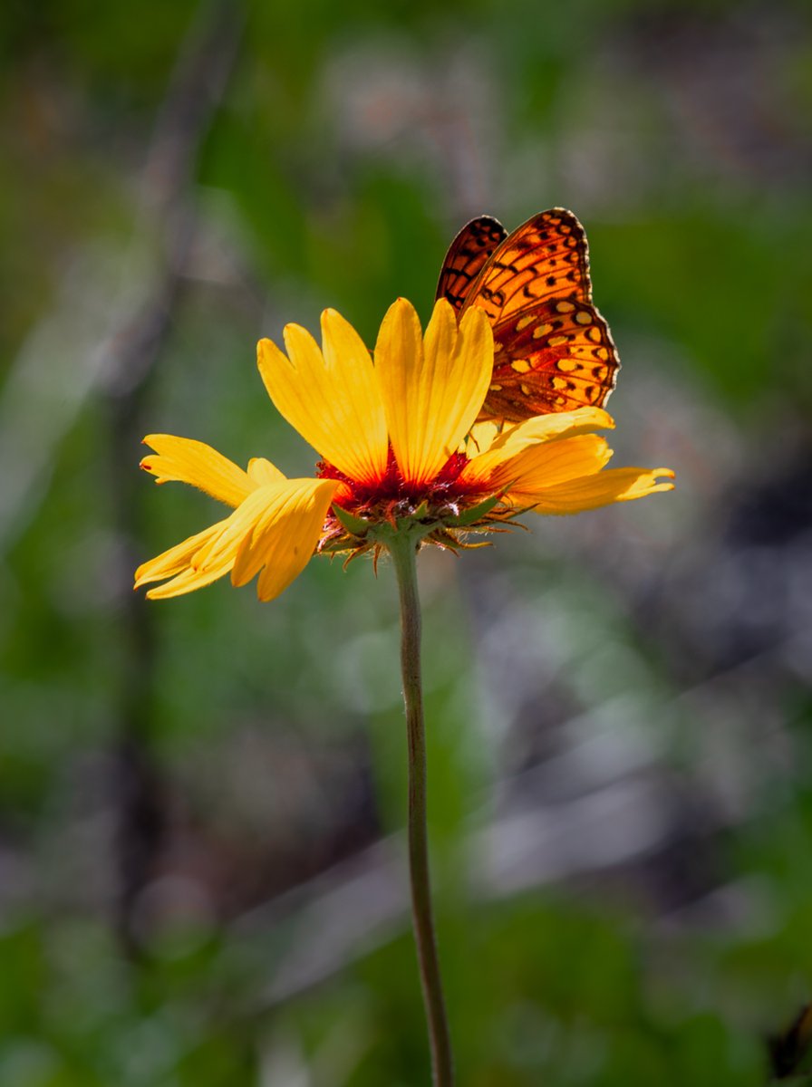 WegnerPhoto's tweet photo. "Hide & Seek"
#shannonwegnerstudio #macrophotography #macrophoto #macro_nature_flower #total_macro #onceupon_a_macro #thebeautyin_flowers #jj_justmacro #macrophotographer #naturephoto #naturephotography #naturephotographer #macro #macrolover #instamacro #macroworld https://t.co/6p4Nd55Rwl