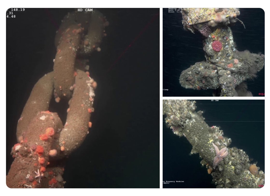 Welcome to #Hywind hotel at Hywind Scotland. Some pics from our second underwater operational survey including a few underwater critters 🦀🐟🦪. The survey aims to verify the integrity of the subsea structures, mooring systems, dynamic cables and export cable...