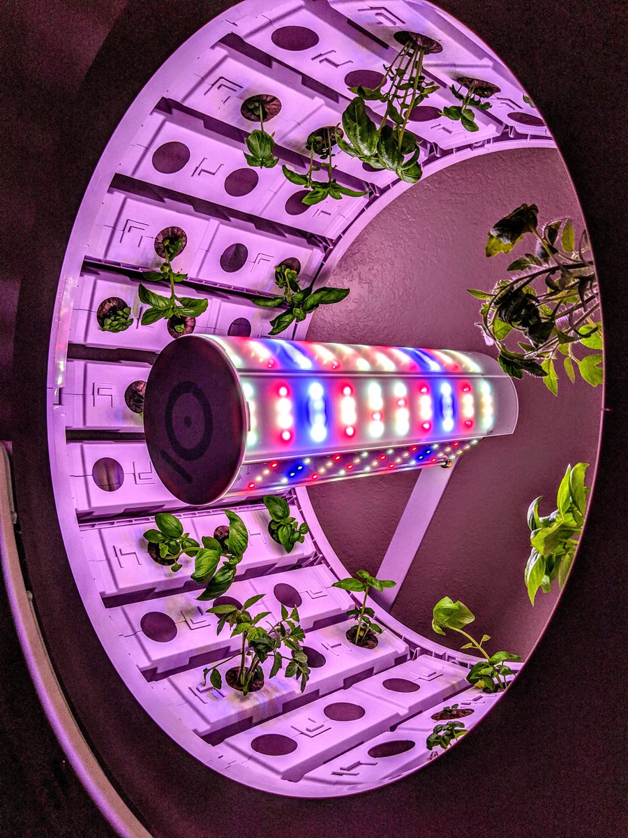 FunIn5thWithMrM's tweet image. I transfered the first 30 pods from the cabinet nursury, to the outside @OGarden_org wheel. Auto watering & auto lighting, Next year we are putting many of these gardens in our classrooms. #GrowingExperiments #HydroponicClassrooms #RealWorld #NGSS #STEAM @StocktonUnified