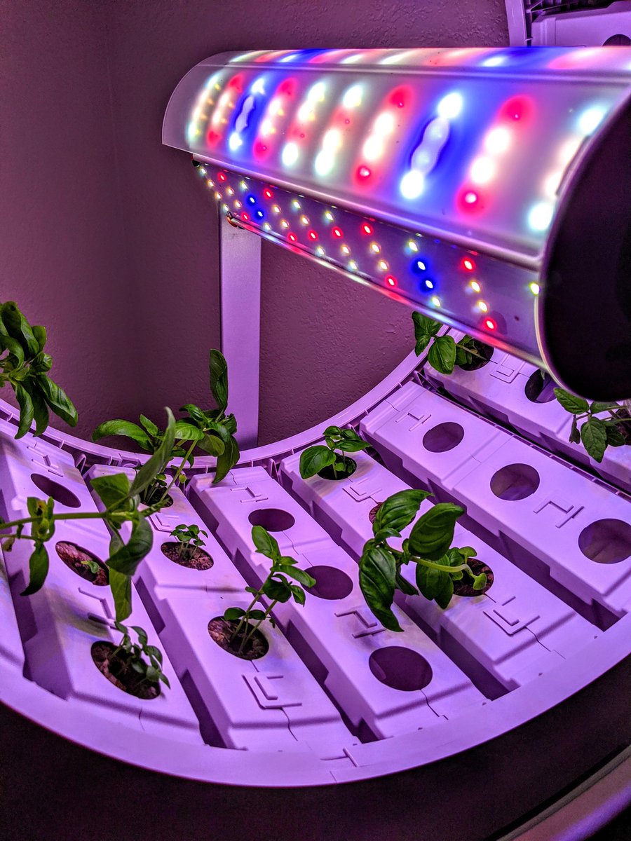 FunIn5thWithMrM's tweet image. I transfered the first 30 pods from the cabinet nursury, to the outside @OGarden_org wheel. Auto watering & auto lighting, Next year we are putting many of these gardens in our classrooms. #GrowingExperiments #HydroponicClassrooms #RealWorld #NGSS #STEAM @StocktonUnified
